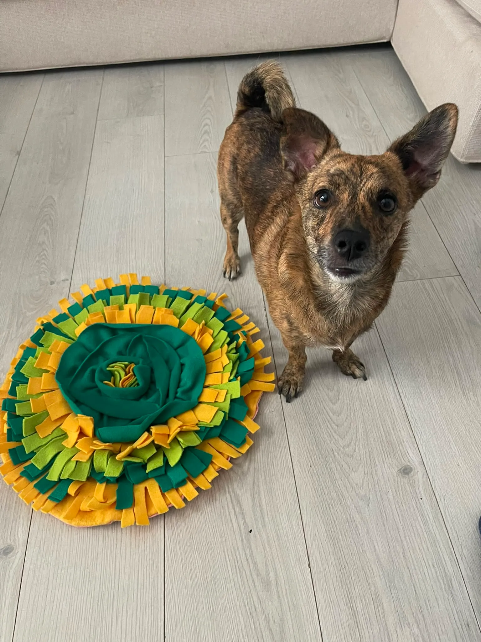 Labrador halının üzerinde koklama matıyla oynuyor
