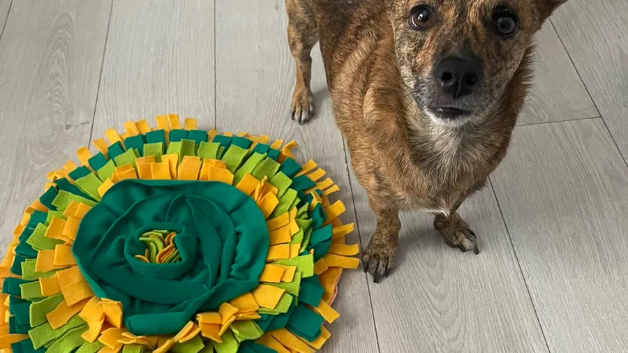 Köpek zeka oyuncağında zorluk seviyesi nasıl seçilir?