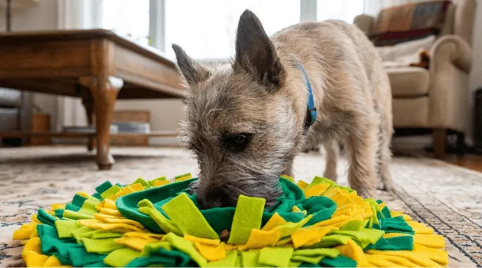 Snuffle mat, snufflemat, koklama matı, koku matı... Hepsi aynı şeyin adı. Bu terimin ne anlama geldiğini, nereden geldiğini ve benzer ürünlerden farkını anlatıyoruz.