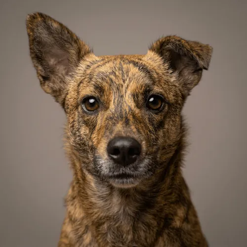 Sıkılan bir köpeğin adı Turşu